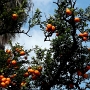 Oranges in Seville